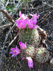 Mammillaria mazatlanensis