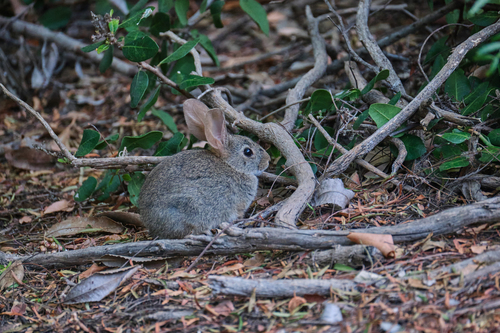 iNaturalist observation photo of Brush Rabbit