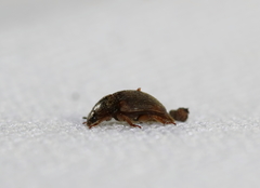 Amphicrossus ciliatus