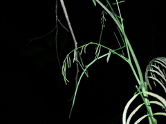 Cladoxerus cryphaleus
