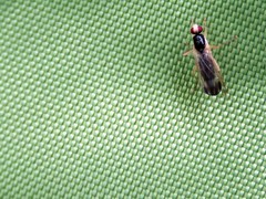 Cordilura