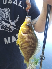 Hysterocarpus traskii