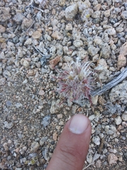 Loeseliastrum schottii