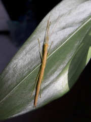 Metriophasma pericles