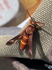 Paranthrene robiniae