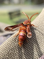 Paranthrene robiniae