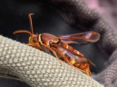 Paranthrene robiniae