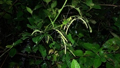 Tithonophasma tithonus