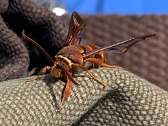 Paranthrene robiniae