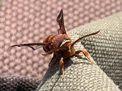 Paranthrene robiniae