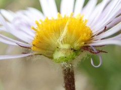 Erigeron grandiflorus