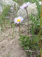 Erigeron grandiflorus