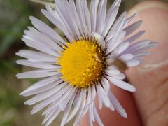 Erigeron grandiflorus