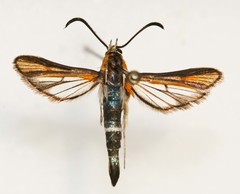 Carmenta ogalala