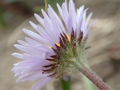 Erigeron grandiflorus