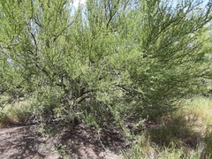 Parkinsonia texana macra