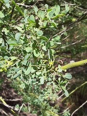 Parkinsonia texana macra