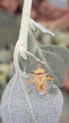 Calocoris
