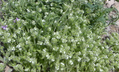 Cryptantha crassisepala