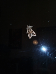 Autographa gamma