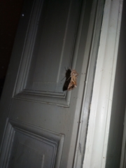 Autographa gamma