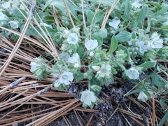 Psilocarphus brevissimus