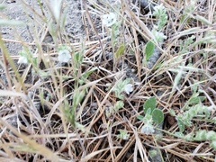 Psilocarphus brevissimus