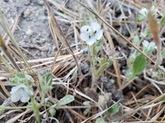 Psilocarphus brevissimus