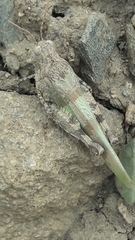 Sphingonotus caerulans