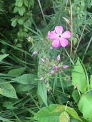 Phlox amplifolia