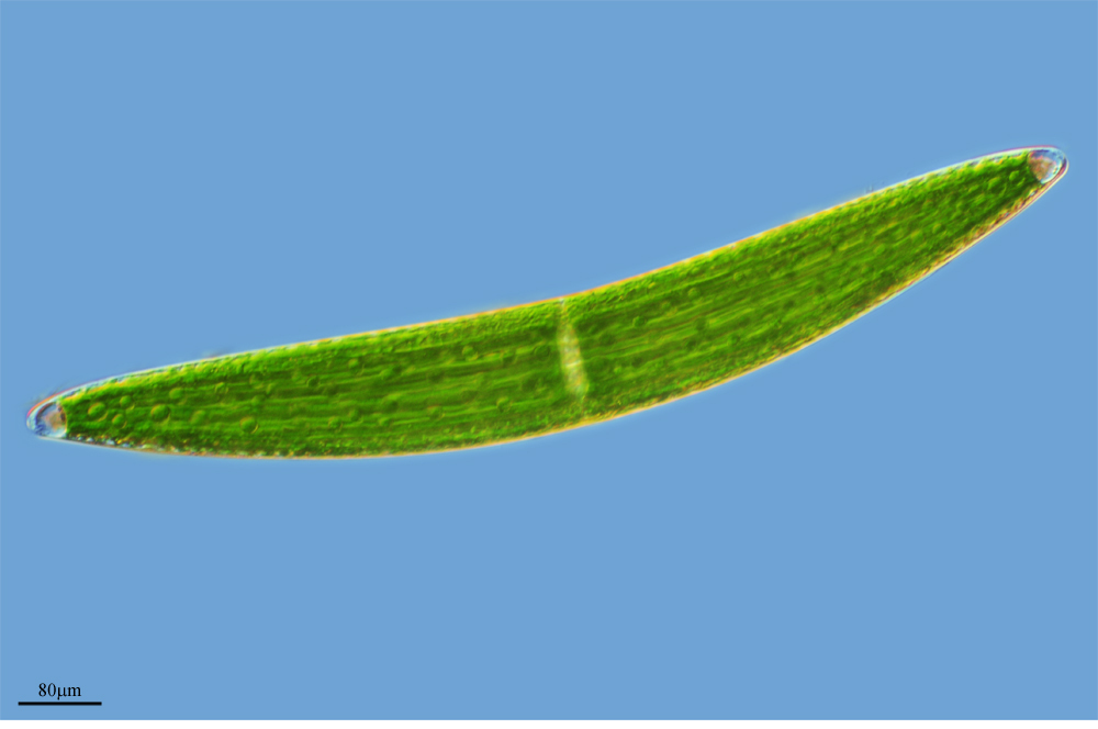 Closterium