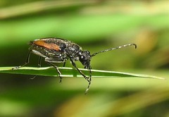 Brachyleptura brevis