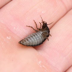 Sphaeroderus