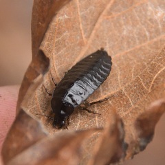 Sphaeroderus