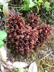 Kopsiopsis strobilacea