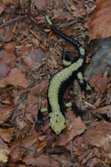 Salamandra atra aurorae