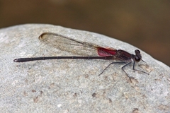 Hetaerina vulnerata