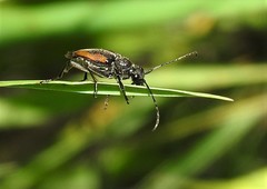 Brachyleptura brevis
