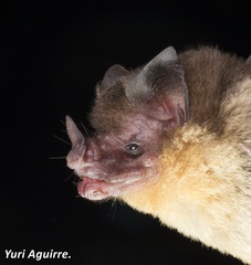 Orange-Throated Bat photo 2