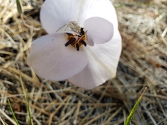 Calochortus invenustus