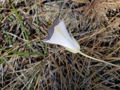 Calochortus invenustus