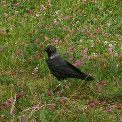 Corvus monedula