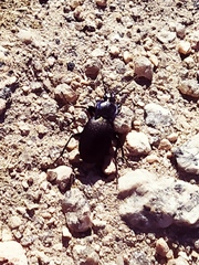 Carabus amplipennis
