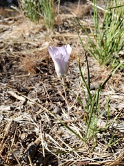 Calochortus invenustus