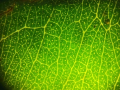 Eucalyptus microcorys