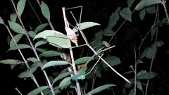Cladoxerus cryphaleus