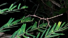 Cladomorphus phyllinus