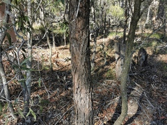 Eucalyptus microcorys