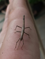 Pygirhynchus toledopizai