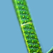 Spirogyra - Photo (c) Antonio Guillén, some rights reserved (CC BY-NC-SA)